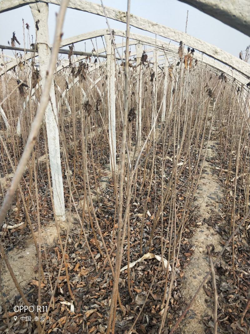 矮化樱桃苗种植基地车厘子樱桃树苗现货供应