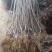 矮化樱桃苗种植基地车厘子樱桃树苗现货供应