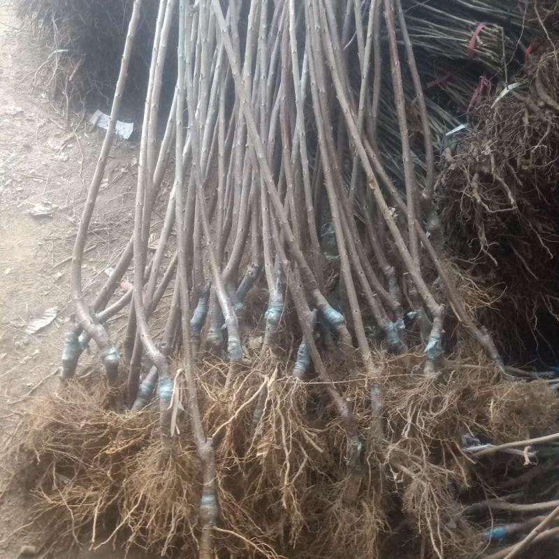 矮化樱桃苗种植基地车厘子樱桃树苗现货供应