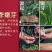 桐木关金骏眉茶叶红茶小罐茶叶厂家批发支持公司定制Logo