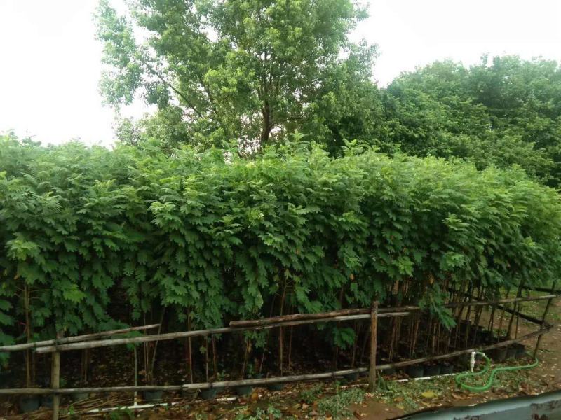 黄花槐美植袋苗，黑胶袋苗