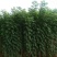 黄花槐美植袋苗，黑胶袋苗