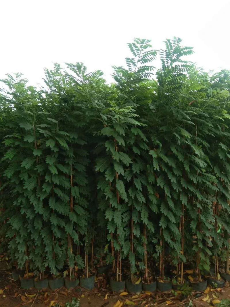 黄花槐美植袋苗，黑胶袋苗