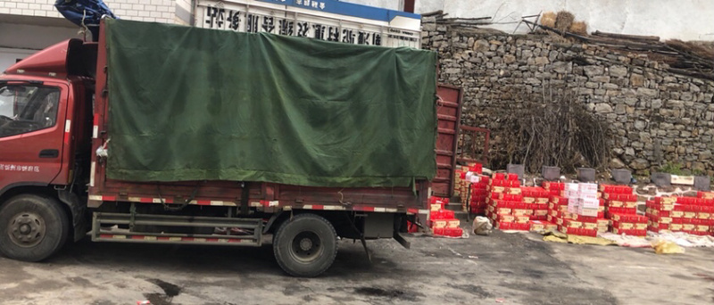 太行山黑枣基地供应全程服务