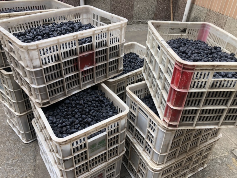 太行山黑枣基地供应全程服务
