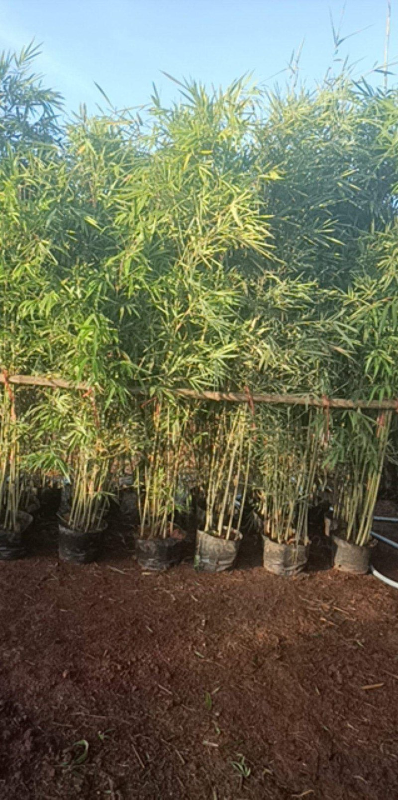 销售各种苗木，小青，竹子各种规格都有