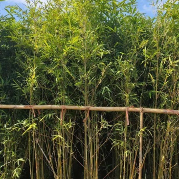 销售各种苗木，小青，竹子各种规格都有