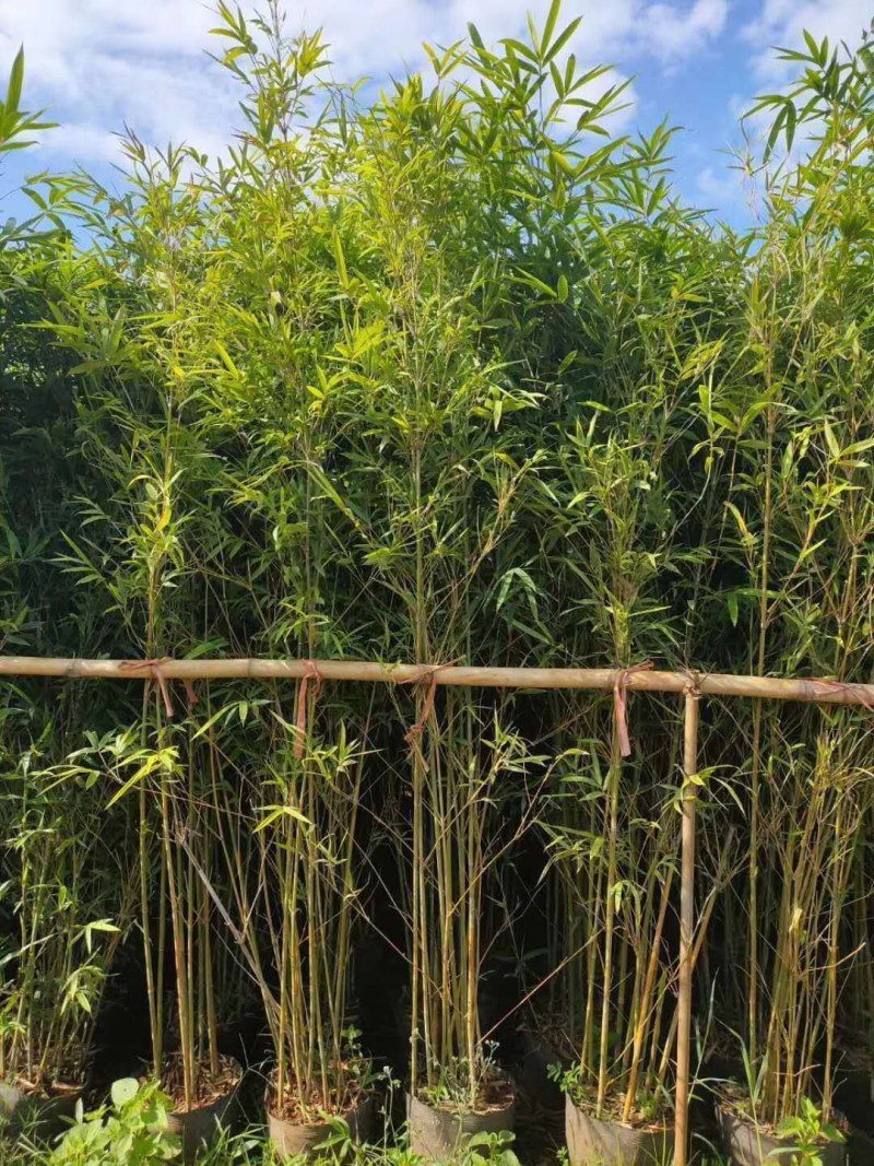 销售各种苗木，小青，竹子各种规格都有