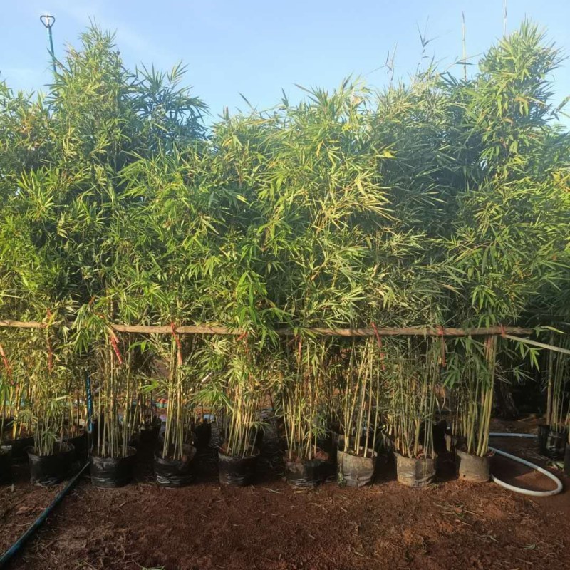 销售各种苗木，小青，竹子各种规格都有