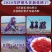 伊朗进口头茬藏红花盒装10g包邮支持代发女神泡茶补品