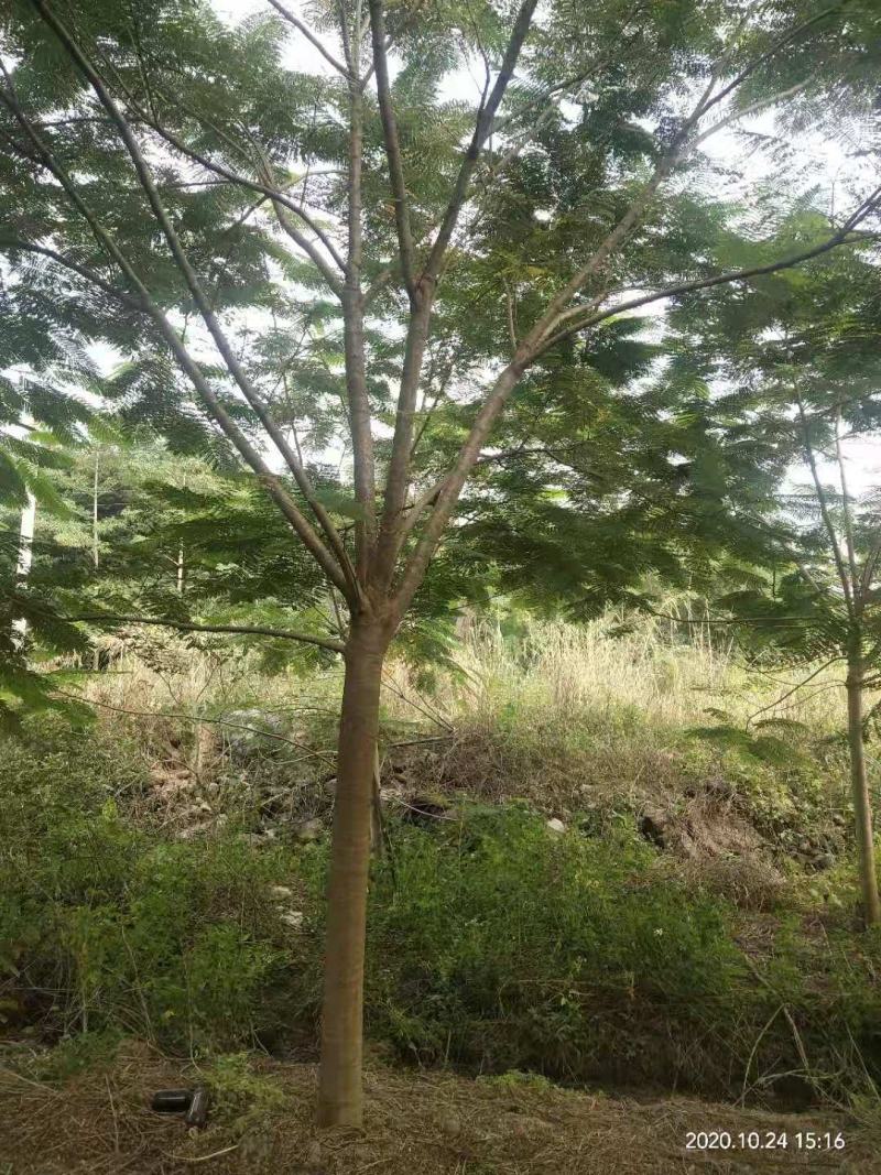 出售凤凰木地苗15公分，需要的老板联系，等待与您共赢