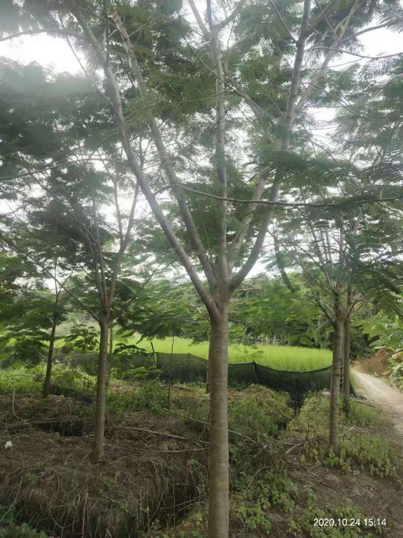 出售凤凰木地苗15公分，需要的老板联系，等待与您共赢