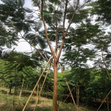 出售凤凰木地苗15公分,需要的老板联系,等待与您共赢