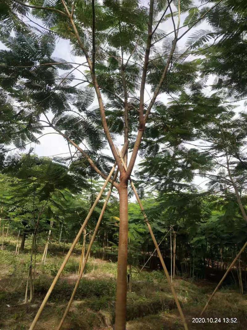 出售凤凰木地苗15公分，需要的老板联系，等待与您共赢
