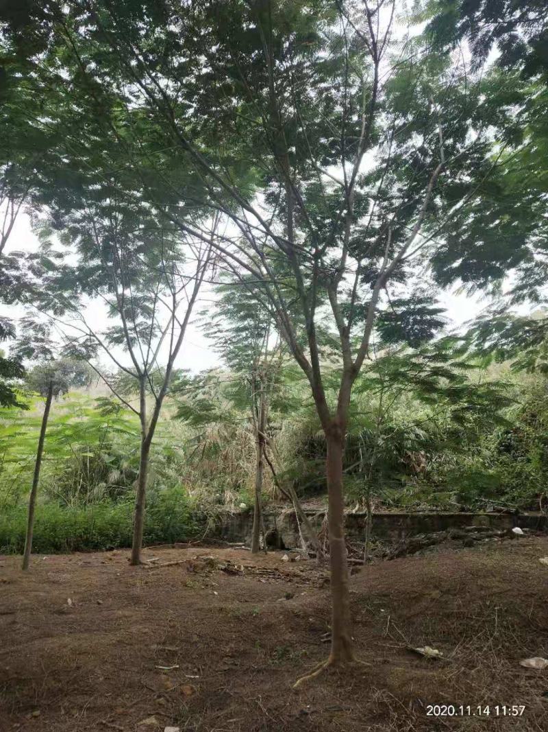 出售凤凰木地苗15公分，需要的老板联系，等待与您共赢