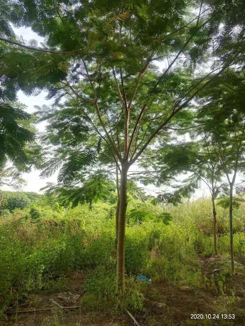 出售凤凰木地苗15公分，需要的老板联系，等待与您共赢