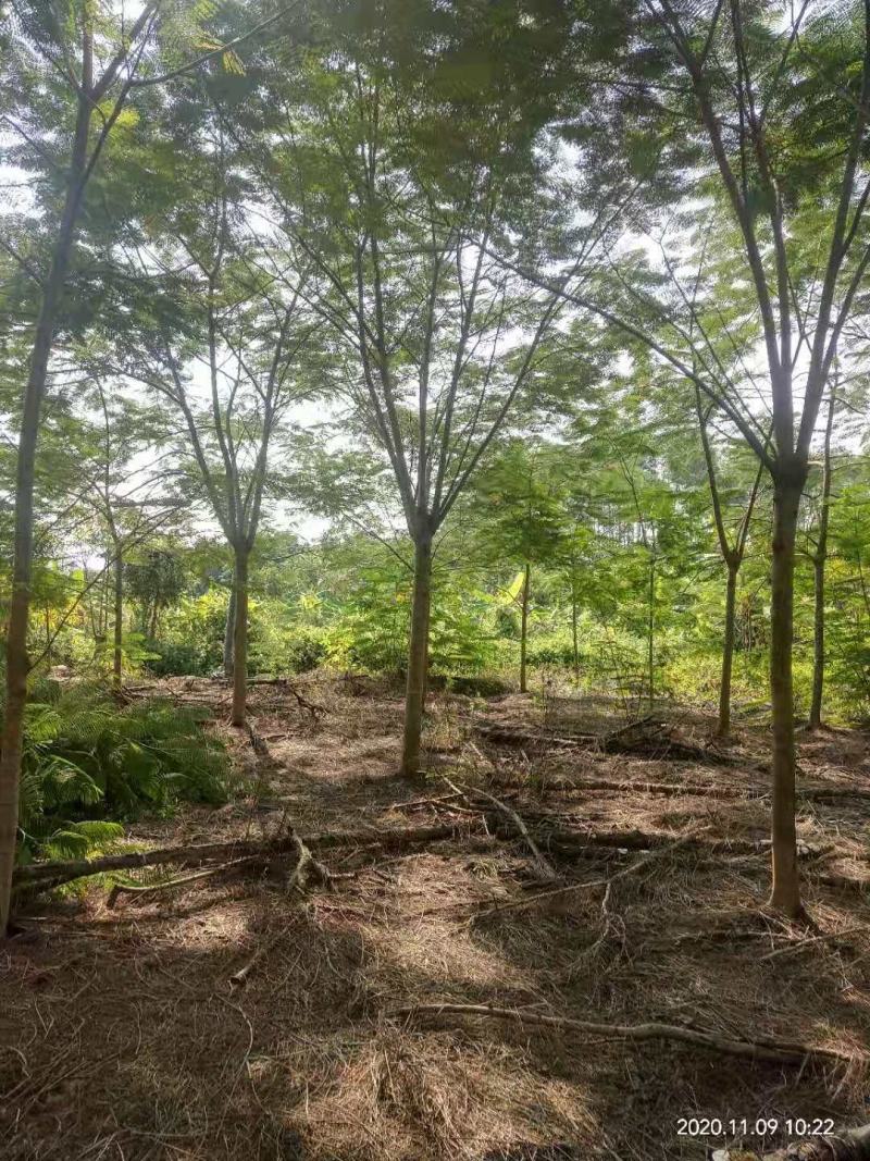 出售凤凰木地苗15公分，需要的老板联系，等待与您共赢