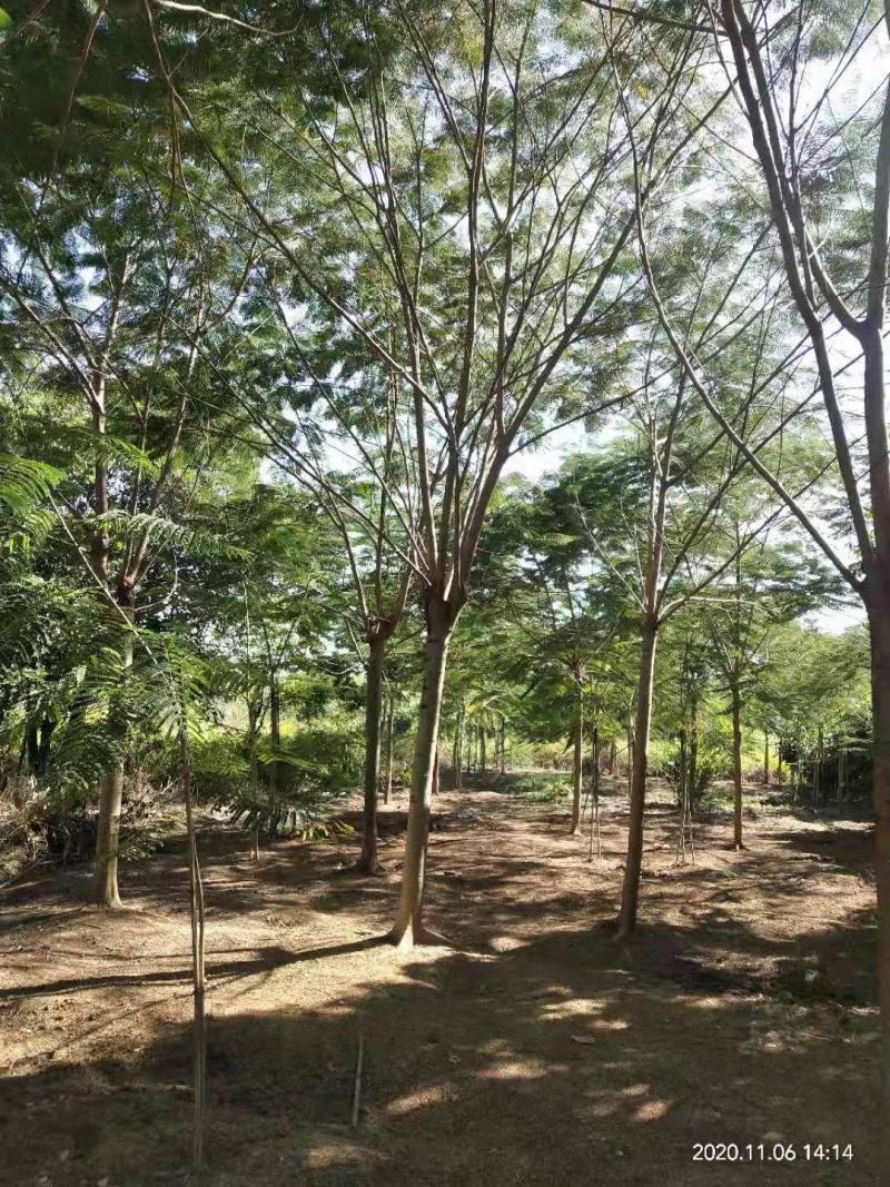 出售凤凰木地苗15公分，需要的老板联系，等待与您共赢