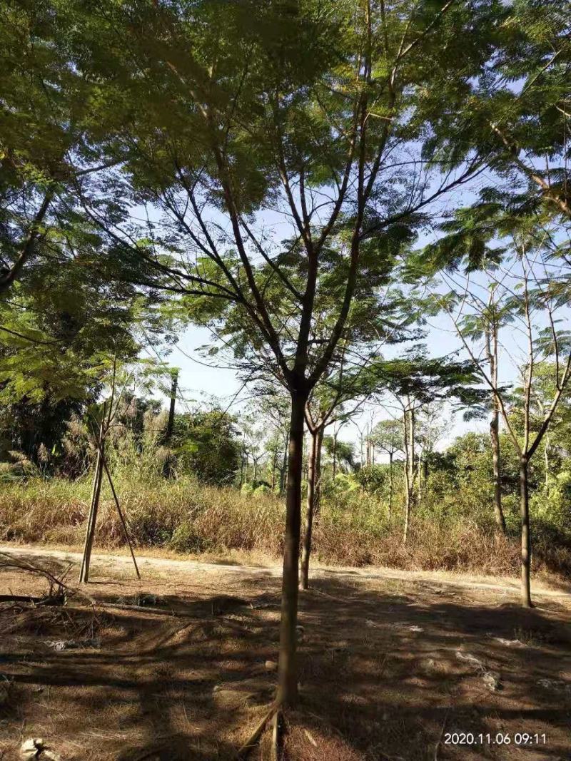 出售凤凰木地苗15公分，需要的老板联系，等待与您共赢