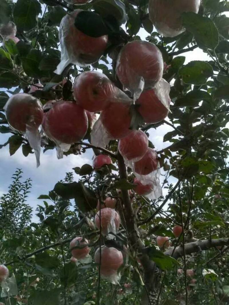 膜袋红富士，瑞雪苹果，瑞香红苹果，纸加膜红富士苹果批发