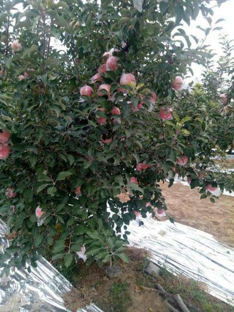 膜袋红富士，瑞雪苹果，瑞香红苹果，纸加膜红富士苹果批发
