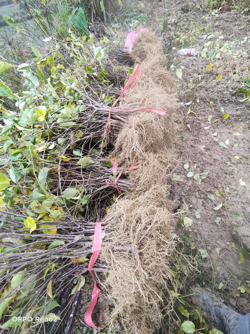 湖南省凤凰县水杨桃实生苗猕猴桃苗视频看货