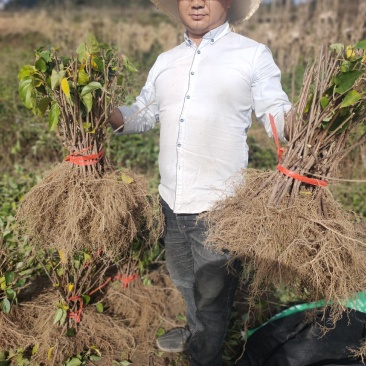 湖南省凤凰县水杨桃实生苗猕猴桃苗视频看货