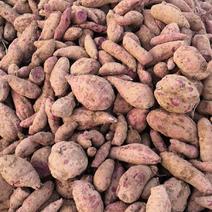 【量大价优】安徽滁州定远县紫薯，主产区五千亩，欢迎批发