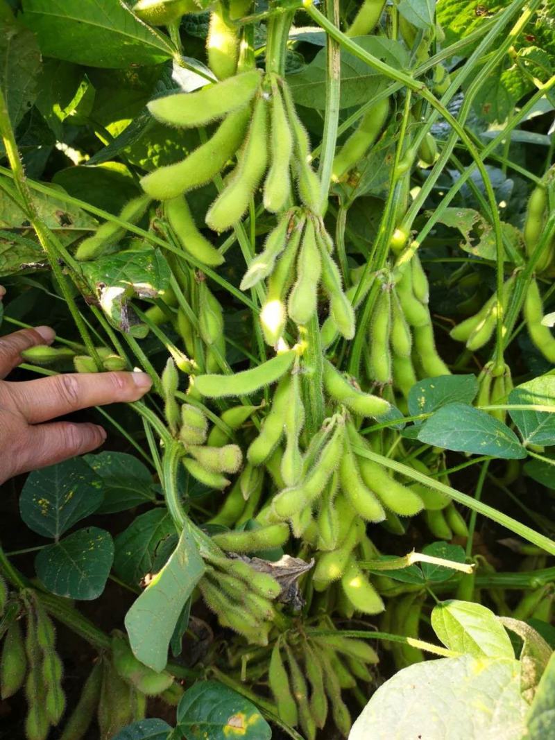 阜阳翠绿宝毛豆产地值供鲜食毛豆大量上市水洗打冷一条龙