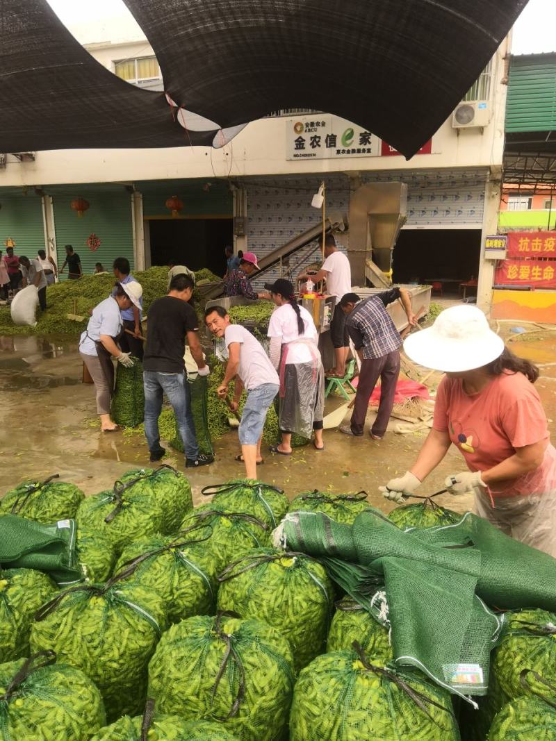 安徽毛豆翠绿宝毛豆鲜菜毛豆电商货产地直供市场全国发货