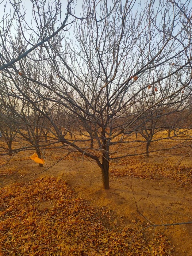 供应山杏树6-10公分一级树型/山杏辽宁价格优惠