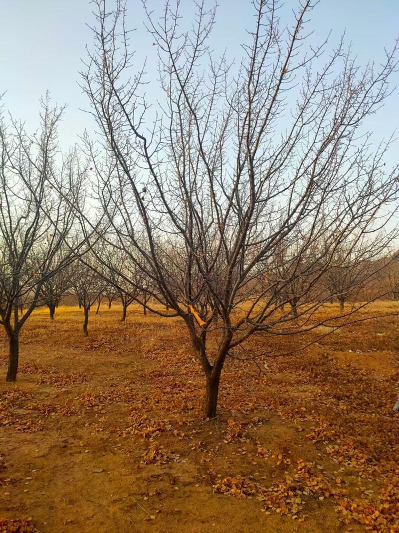 供应山杏树6-10公分一级树型/山杏辽宁价格优惠