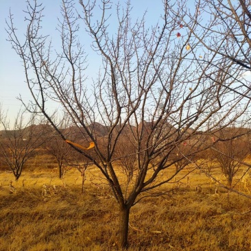 供应山杏树6-10公分一级树型/山杏辽宁价格优惠