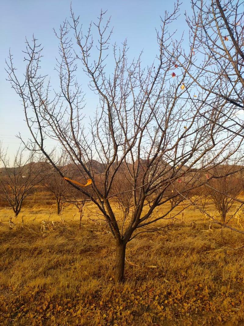 供应山杏树6-10公分一级树型/山杏辽宁价格优惠