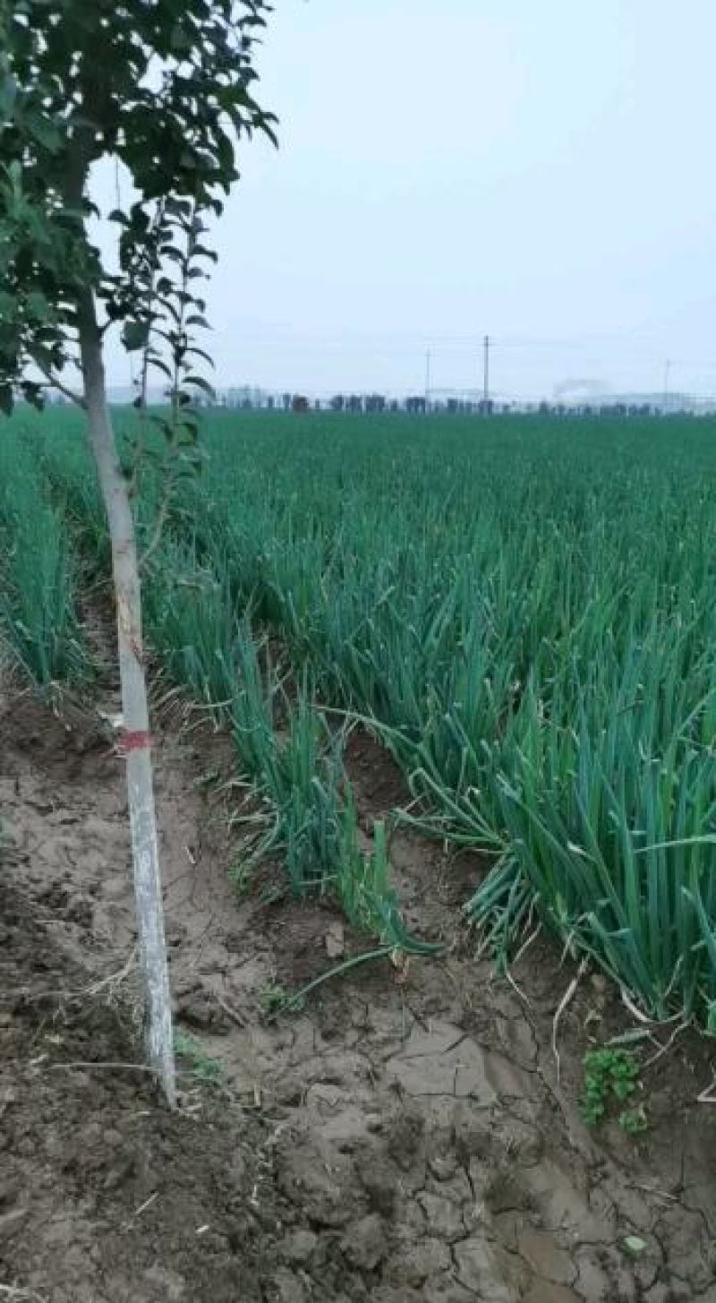 河南温县黄河滩新鲜长白大葱