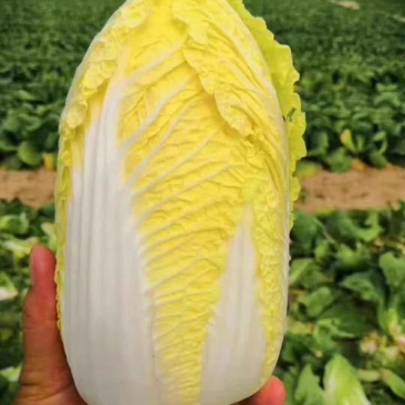 河南冷库库存黄心娃娃菜大娃小娃精包装质量不错大量上求合作