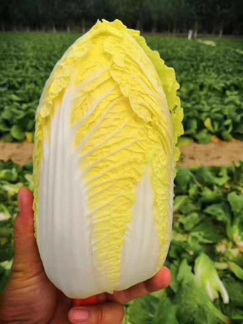 河南冷库库存黄心娃娃菜大娃小娃精包装质量不错大量上求合作