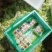 河南冷库库存黄心娃娃菜大娃小娃精包装质量不错大量上求合作