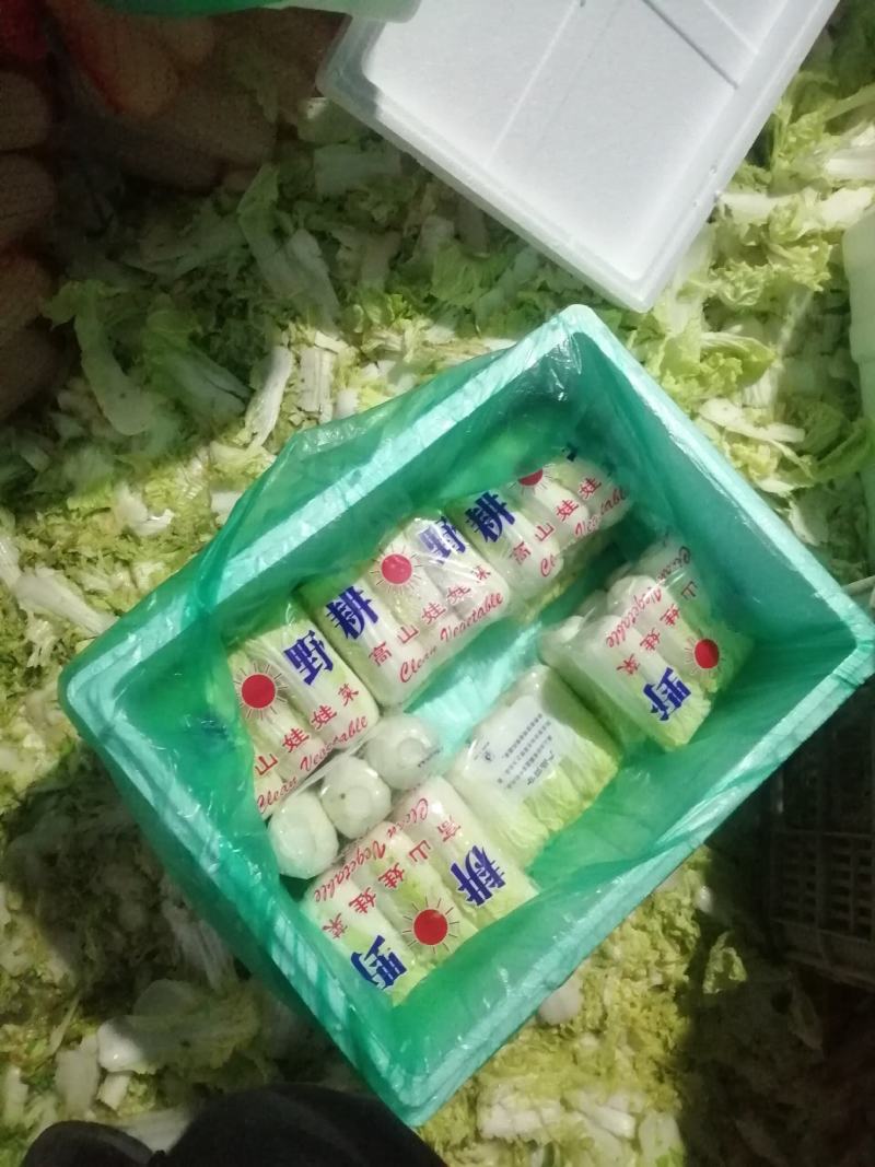 河南冷库库存黄心娃娃菜大娃小娃精包装质量不错大量上求合作