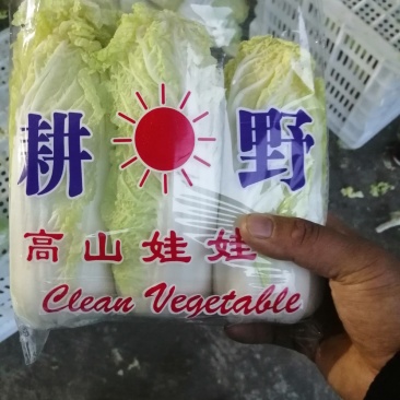 河南黄心娃娃菜质量不错陆续大量上市求合作