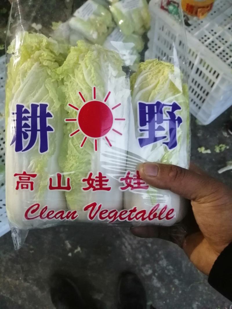 河南黄心娃娃菜质量不错陆续大量上市求合作