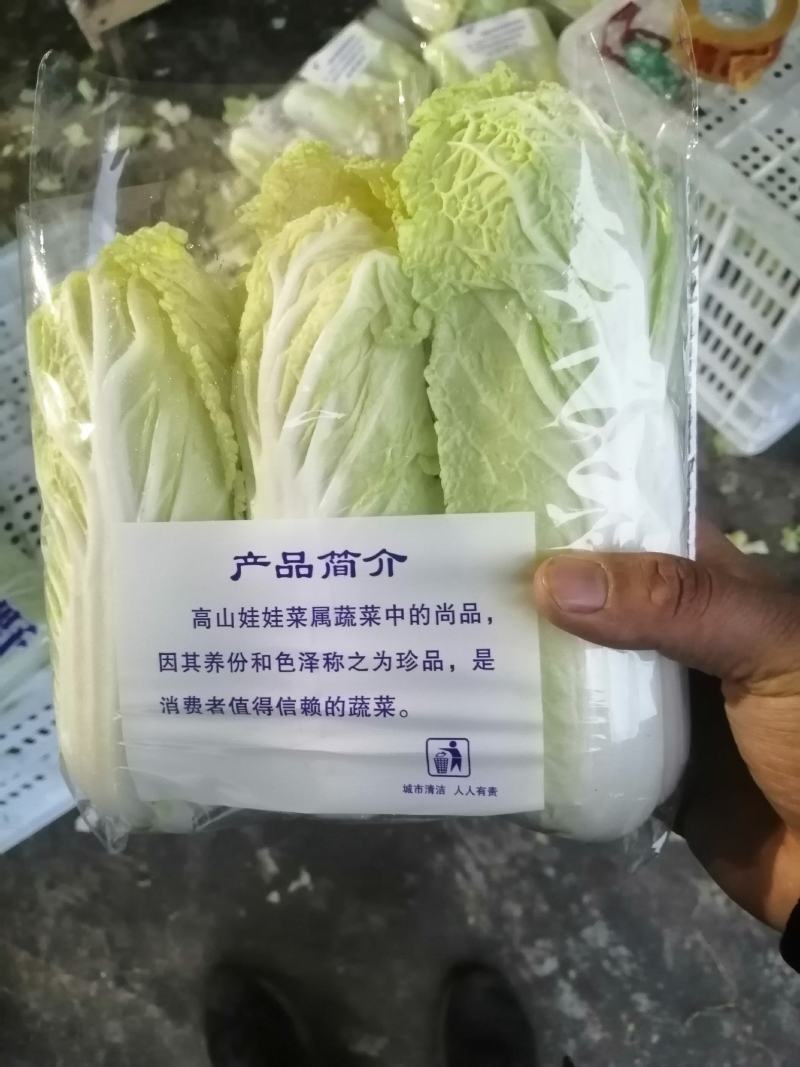 河南黄心娃娃菜质量不错陆续大量上市求合作