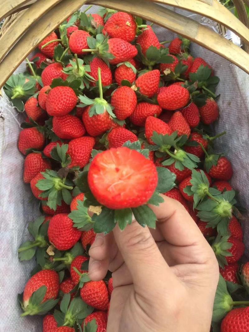 露天草莓20~30克确保产地直发一手货源支持一件代发