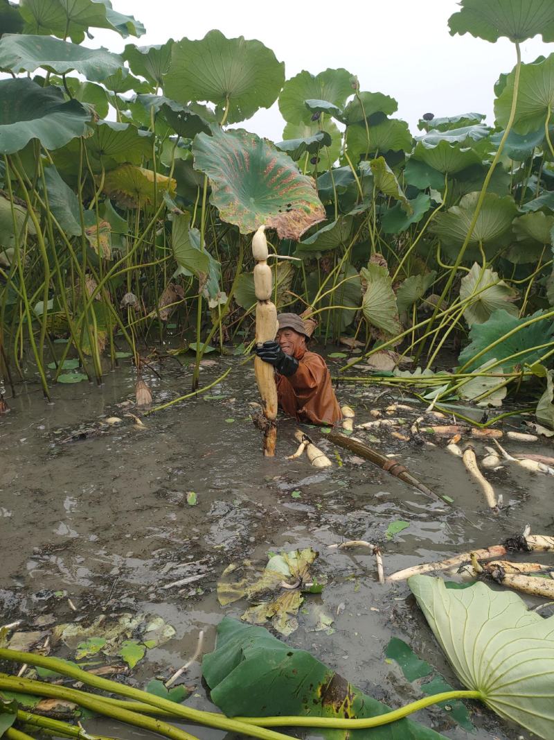 黄河滩区的沙土地，黄河水灌溉的藕特点就是大白脆，线条美观