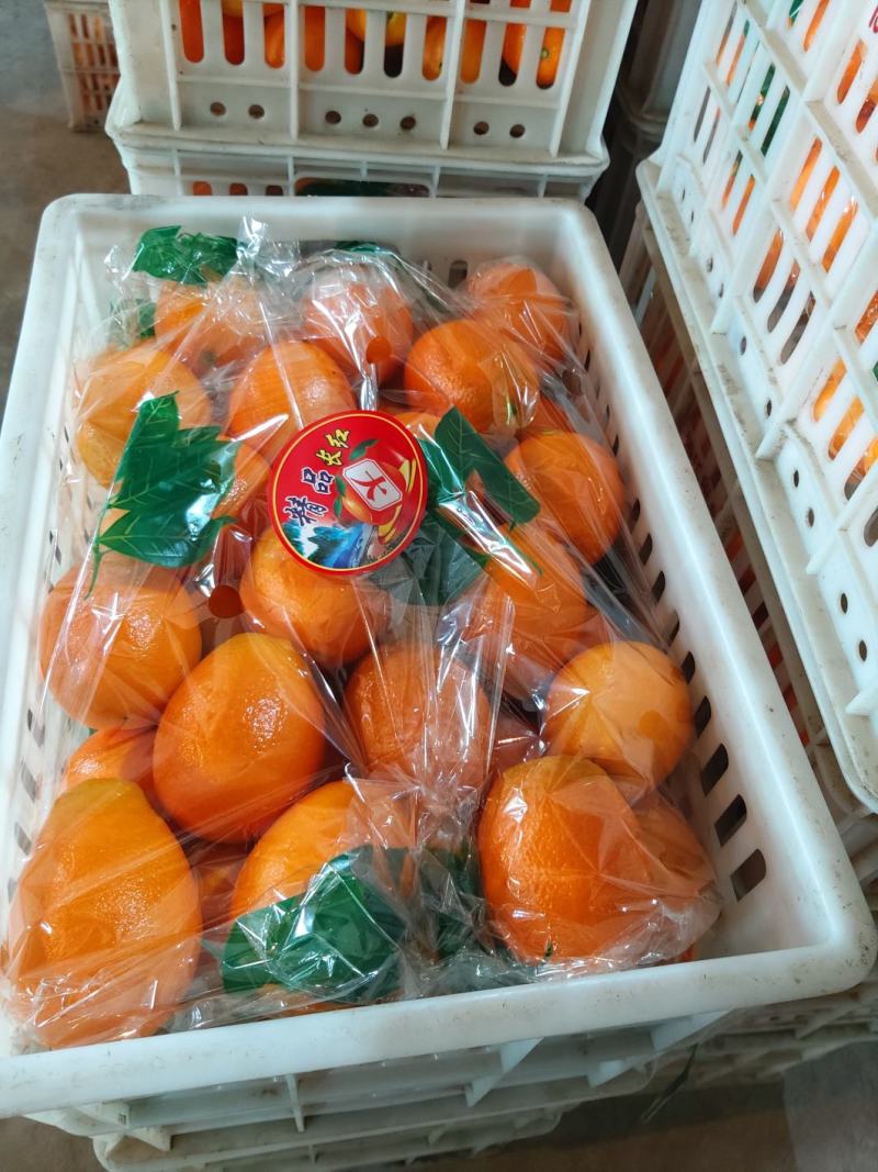 橙子纽何尔脐橙长虹圆虹脐橙产地直发对接全国客商