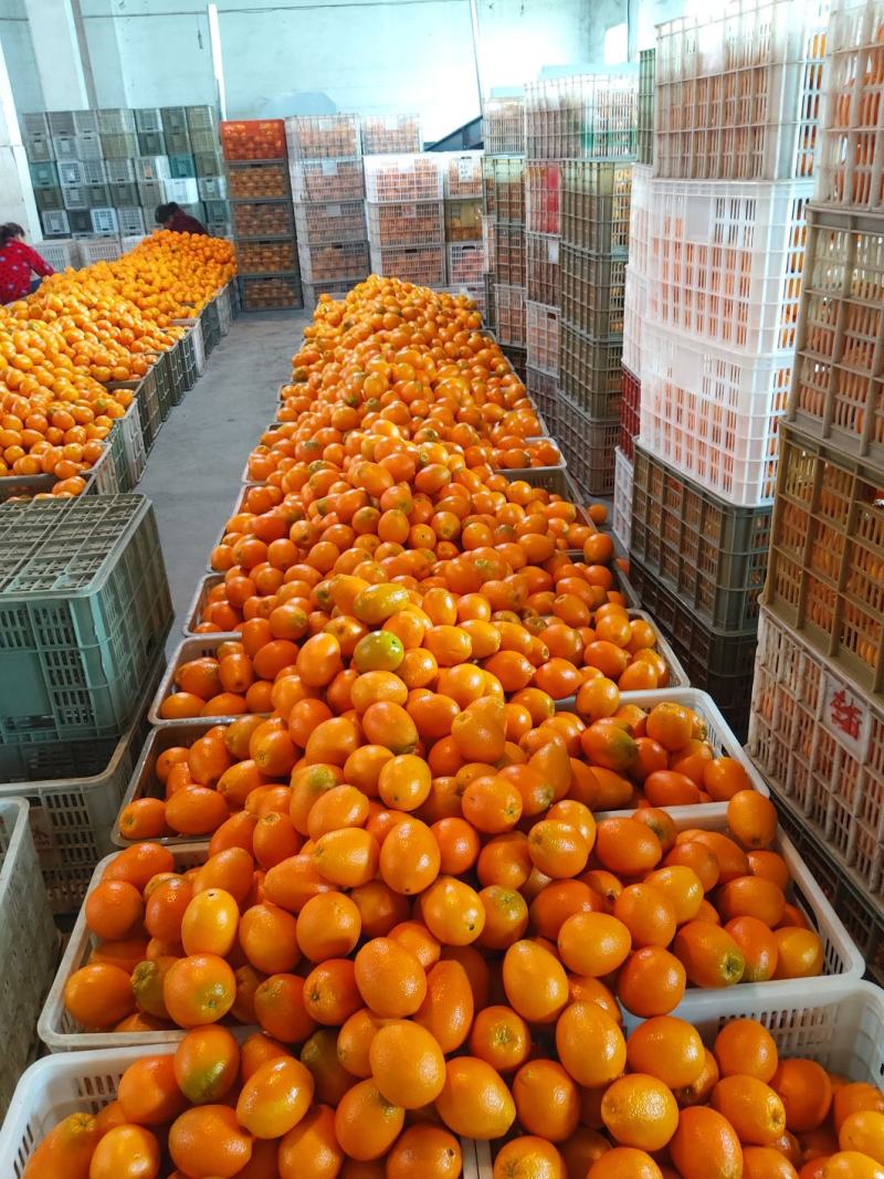 橙子纽何尔脐橙长虹圆虹脐橙产地直发对接全国客商