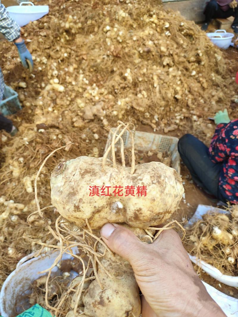 黄精（滇红花新鲜黄精块茎）黄精家族中的贵族高产王甜黄精