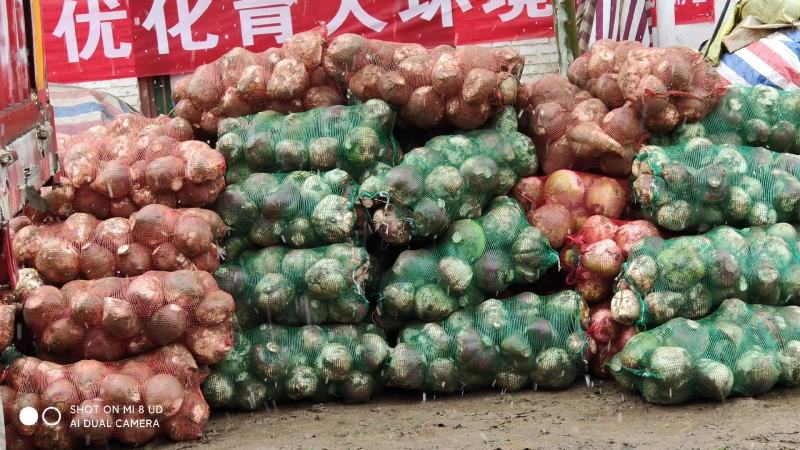 淮阳苤蓝苤辣洋芥菜大头菜洋大头大量供应酱菜厂