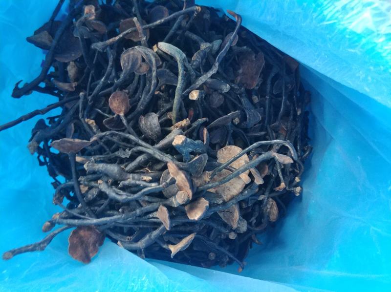 老挝竹灵芝，无虫蛀，无发霉。