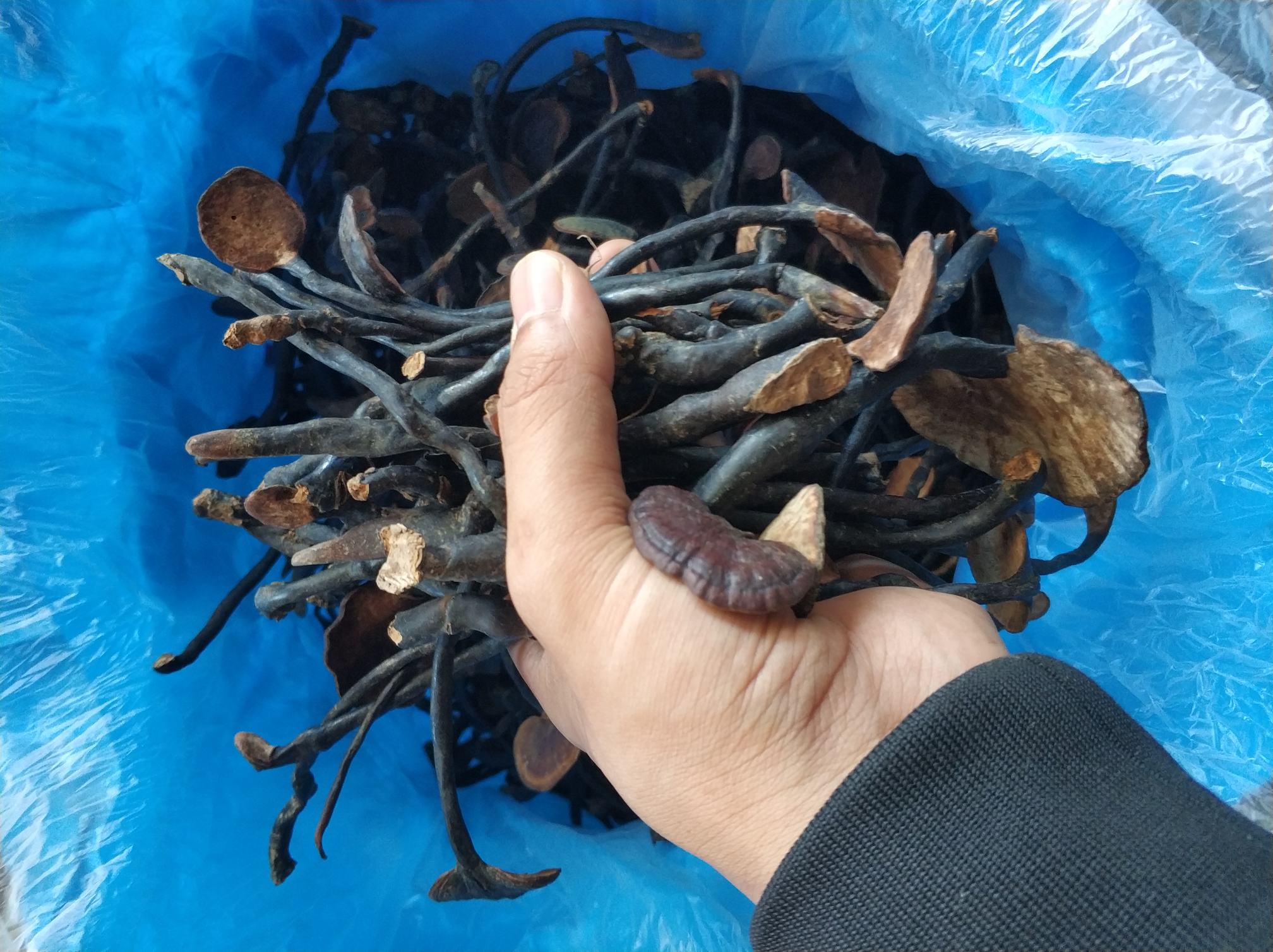 大别山野生竹灵芝生长在竹林与阔叶林交界地带,环境湿润、植被茂密 大别山野生竹灵芝生长环境